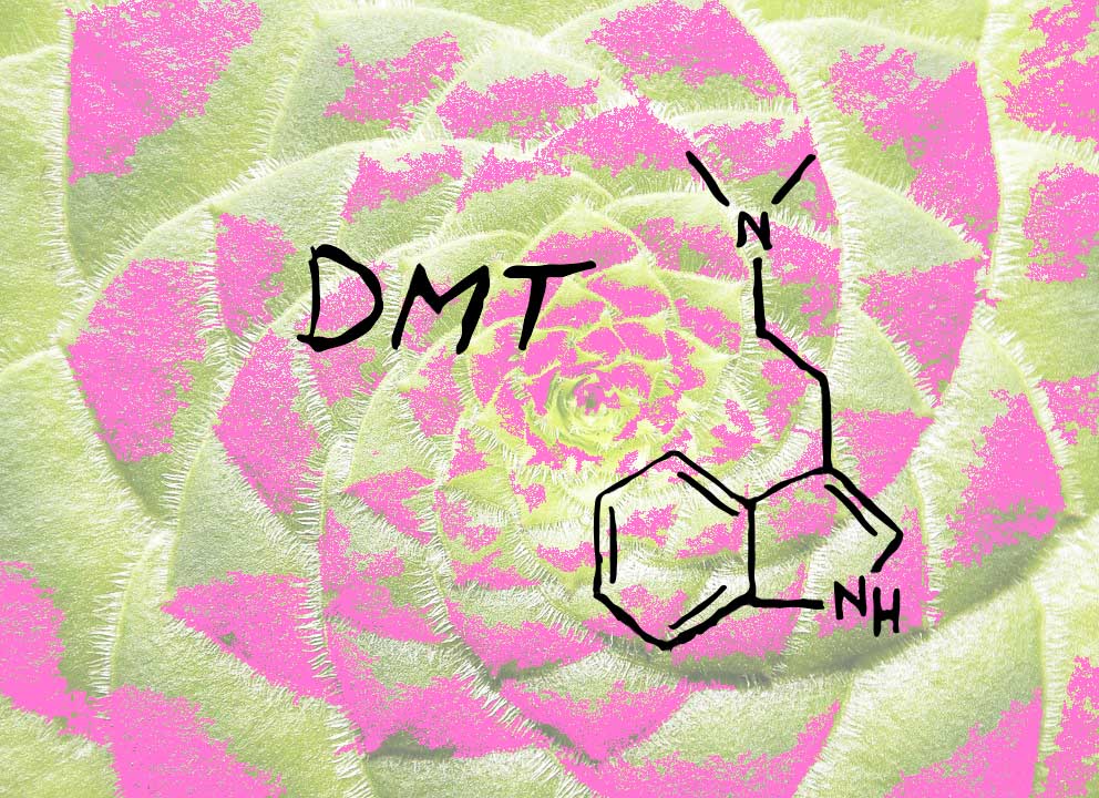 Which Common Plants Contain Dmt?