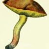 Suillus Granulatus Mushroom