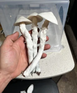 Buy White Albino Avery Magic Mushroom