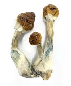 Golden Mammoth Magic Mushroom